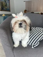 Elsa, a female Shih Tzu for sale in Miami, FL – 1 of 3