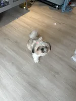Elsa, a female Shih Tzu for sale in Miami, FL – 2 of 3
