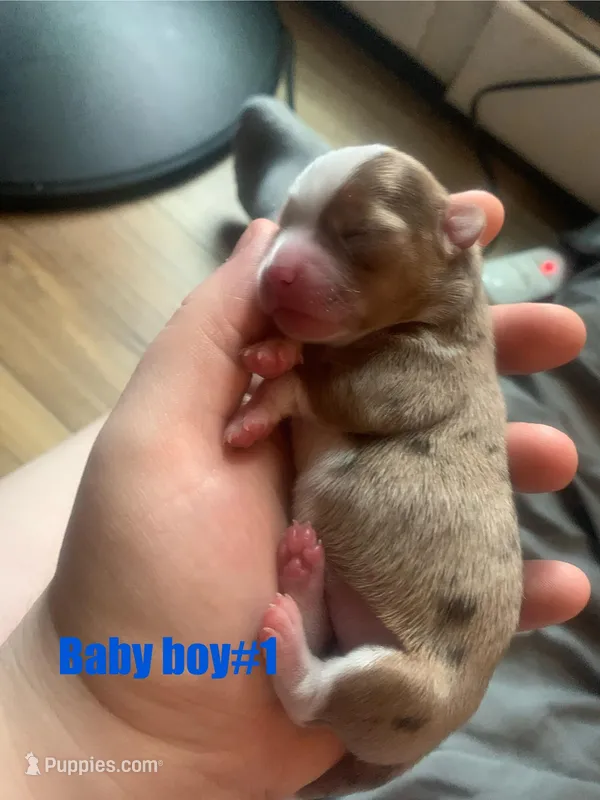 Marley  – Chihuahua puppy for sale in North Providence, RI