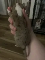 Marley , a male Chihuahua for sale in North Providence, RI – Photo 5 of 9