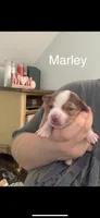 Marley , a male Chihuahua for sale in North Providence, RI – Photo 1 of 9