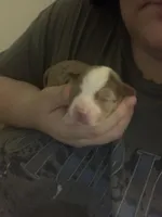 Marley , a male Chihuahua for sale in North Providence, RI – Photo 4 of 9