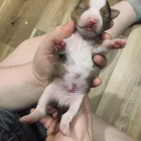 Marley , a male Chihuahua for sale in North Providence, RI – Photo 2 of 9