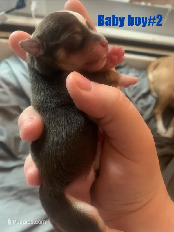 Lucky – Chihuahua puppy for sale in North Providence, RI