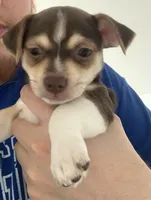 Cheastnut, a male Chihuahua for sale in North Providence, RI – Photo 2 of 9