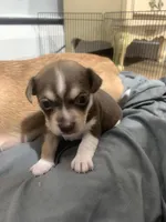 Cheastnut, a male Chihuahua for sale in North Providence, RI – Photo 6 of 9