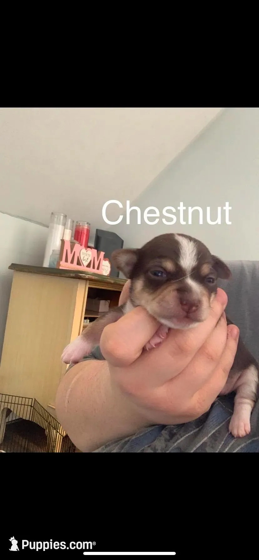 Cheastnut – Chihuahua puppy for sale in North Providence, RI