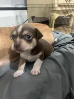 Cheastnut, a male Chihuahua for sale in North Providence, RI – Photo 7 of 9