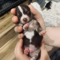 Cheastnut, a male Chihuahua for sale in North Providence, RI – Photo 4 of 8
