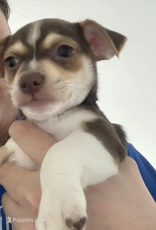 Cheastnut – Chihuahua puppy for sale in North Providence, RI
