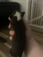 Cheastnut, a male Chihuahua for sale in North Providence, RI – Photo 3 of 8