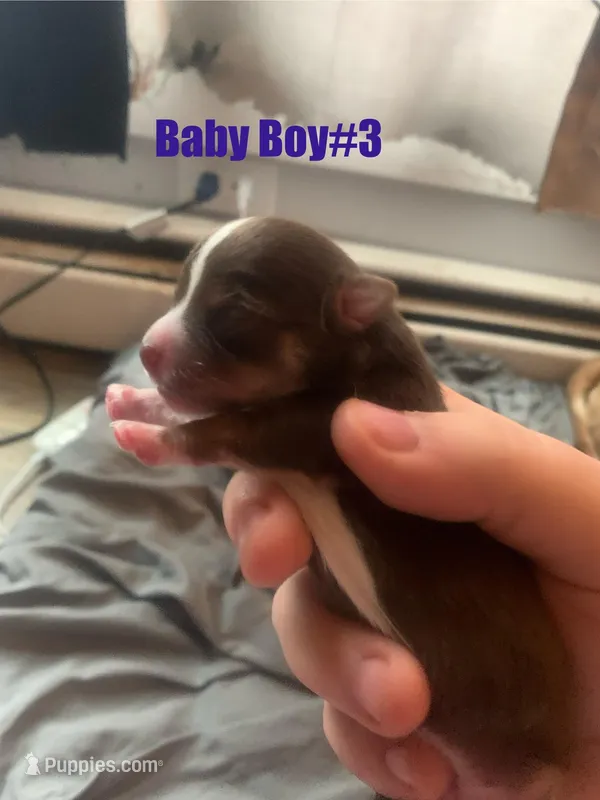 Cheastnut – Chihuahua puppy for sale in North Providence, RI