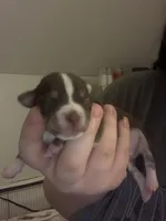 Cheastnut, a male Chihuahua for sale in North Providence, RI – Photo 2 of 8