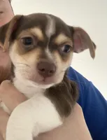 Cheastnut, a male Chihuahua for sale in North Providence, RI – Photo 3 of 9