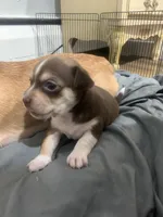 Cheastnut, a male Chihuahua for sale in North Providence, RI – Photo 4 of 9