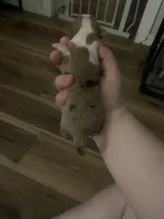 Rosey, a female Chihuahua for sale in North Providence, RI – Photo 4 of 5