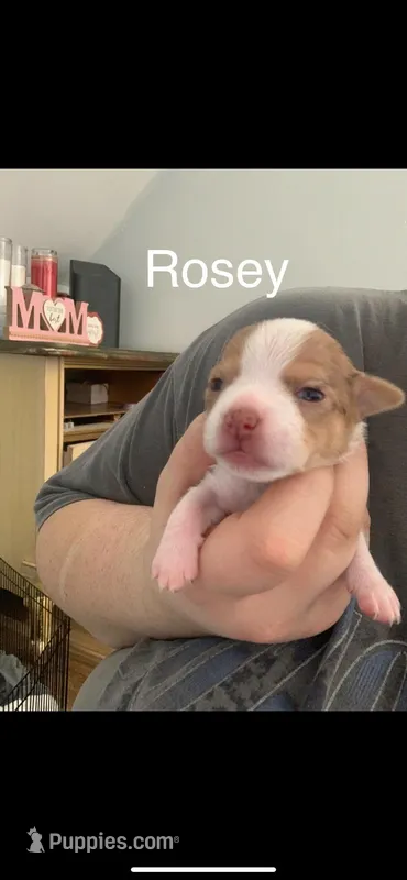 Rosey – Chihuahua puppy on hold in North Providence, RI