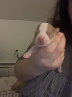 Rosey, a female Chihuahua for sale in North Providence, RI – Photo 3 of 5