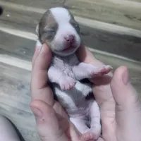 Rosey, a female Chihuahua for sale in North Providence, RI – Photo 5 of 5
