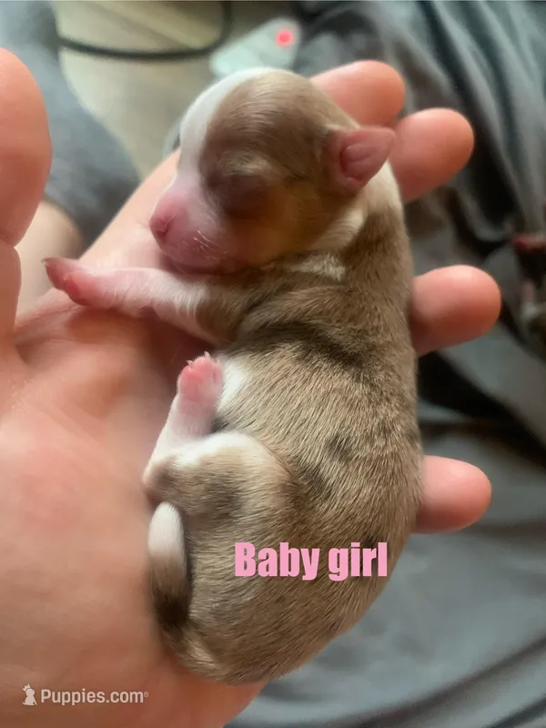 Rosey – Chihuahua puppy for sale in North Providence, RI