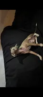 Fawn , a male Italian Greyhound for sale in Bloomington, IN – 2 of 3