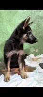 Girl, a female German Shepherd Dog for sale in Bloomington, IN – 2 of 3