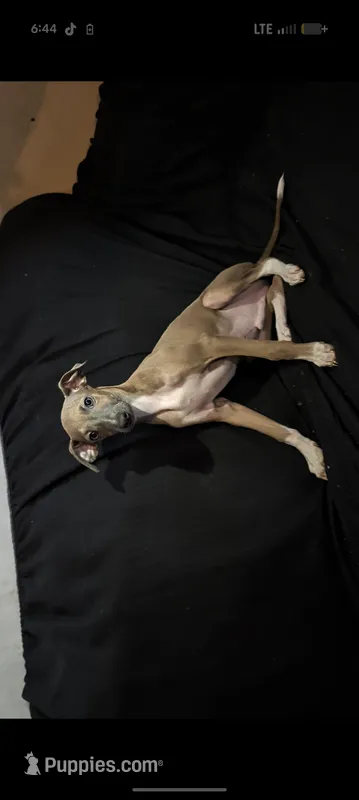 Fawn  – Italian Greyhound puppy for sale in Bloomington, IN