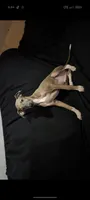 Fawn , a male Italian Greyhound for sale in Bloomington, IN – 1 of 3