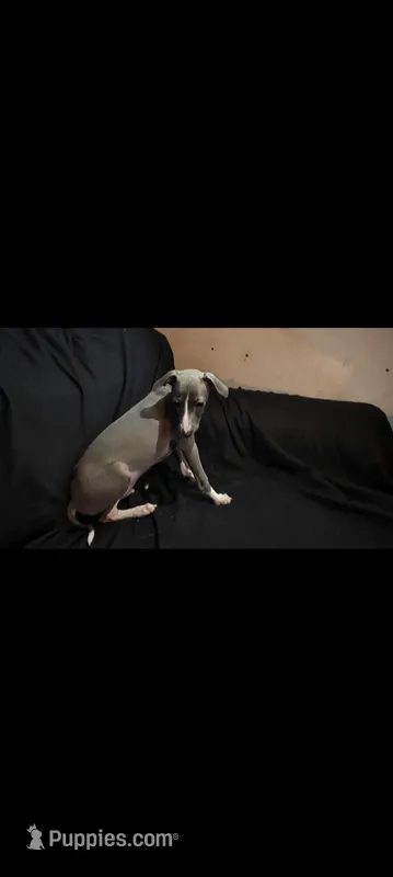 Echo  – Italian Greyhound puppy for sale in Bloomington, IN