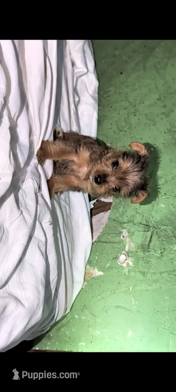Female  – Yorkshire Terrier puppy for sale in Bloomington, IN