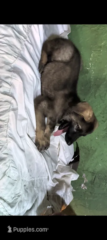Silver  – German Shepherd Dog puppy for sale in Bloomington, IN