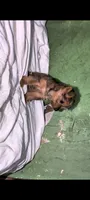 Female , a female Yorkshire Terrier for sale in Bloomington, IN – 3 of 3