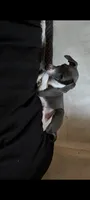 Blue , a male Italian Greyhound for sale in Bloomington, IN – 3 of 3