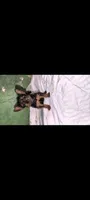 Malen, a male Yorkshire Terrier for sale in Bloomington, IN – 3 of 3