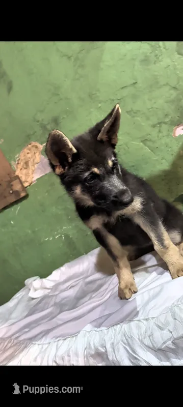 Girl – German Shepherd Dog puppy for sale in Bloomington, IN