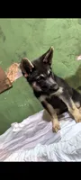 Girl, a female German Shepherd Dog for sale in Bloomington, IN – 1 of 3