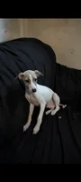 Goose Jr, a male Italian Greyhound for sale in Bloomington, IN – 3 of 3