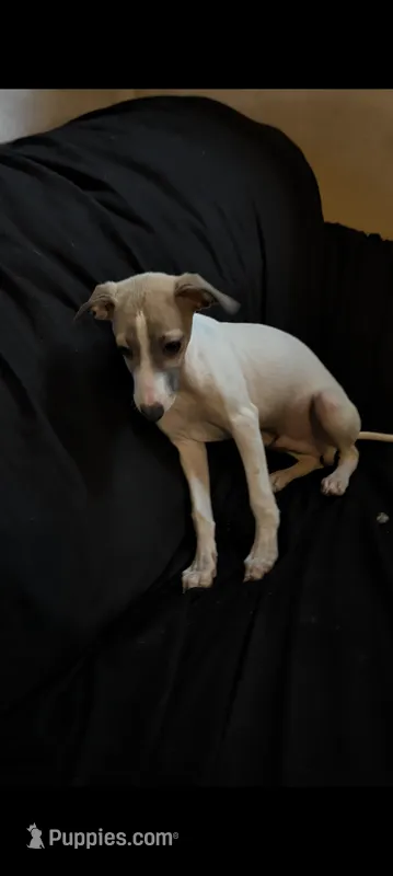 Goose Jr – Italian Greyhound puppy for sale in Bloomington, IN