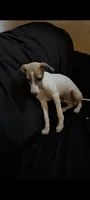 Goose Jr, a male Italian Greyhound for sale in Bloomington, IN – 1 of 3