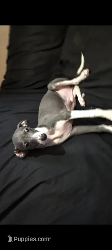 Blue  – Italian Greyhound puppy for sale in Bloomington, IN