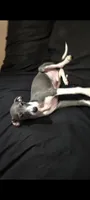 Blue , a male Italian Greyhound for sale in Bloomington, IN – 1 of 3