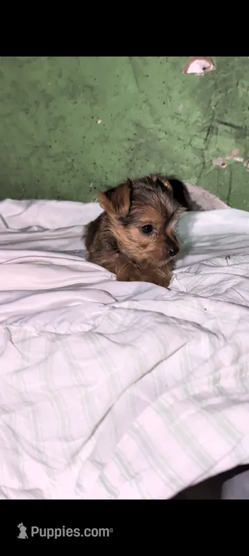 Female  – Yorkshire Terrier puppy for sale in Bloomington, IN