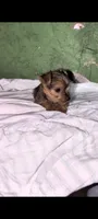Female , a female Yorkshire Terrier for sale in Bloomington, IN – 1 of 3