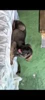Silver , a male German Shepherd Dog for sale in Bloomington, IN – 3 of 3