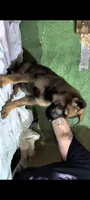 Red sable , a female German Shepherd Dog for sale in Bloomington, IN – 2 of 3