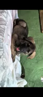Red sable , a female German Shepherd Dog for sale in Bloomington, IN – 3 of 3