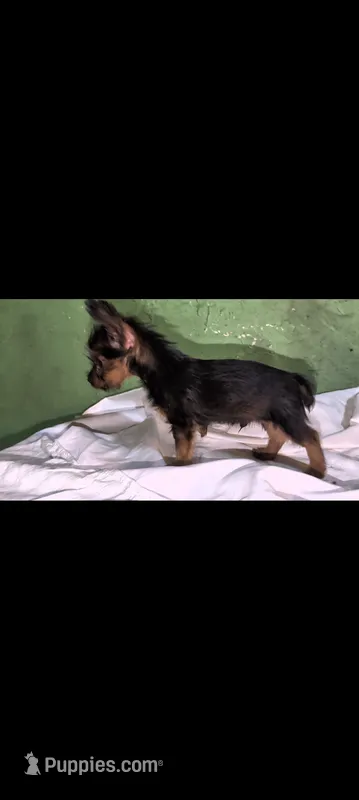 Malen – Yorkshire Terrier puppy for sale in Bloomington, IN