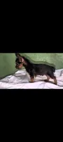Malen, a male Yorkshire Terrier for sale in Bloomington, IN – 1 of 3