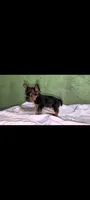 Malen, a male Yorkshire Terrier for sale in Bloomington, IN – 2 of 3