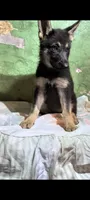 Girl, a female German Shepherd Dog for sale in Bloomington, IN – 3 of 3